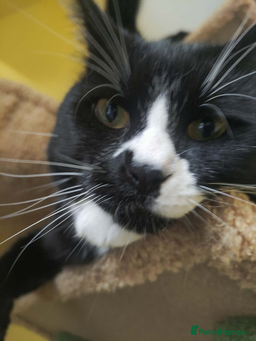 Domestic Shorthair cats for adoption: Rehoming Luigi.  - Advert 3