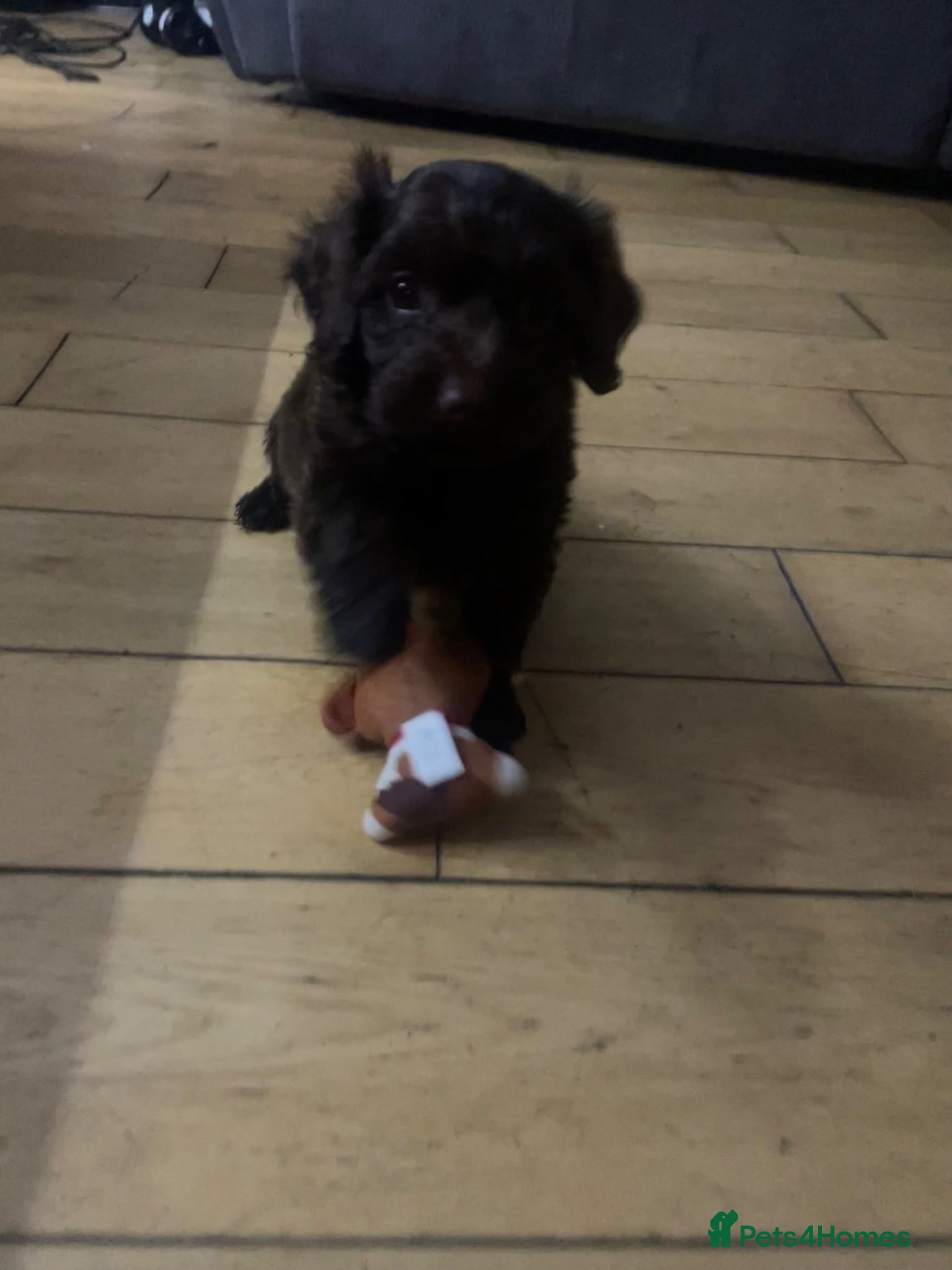 Cavapoo dogs Chocolate cavapoo boy  - Advert 13