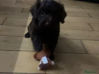 Cavapoo dogs Chocolate cavapoo boy - Advert 13