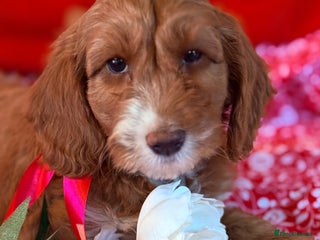 Labradoodle dogs Labradoodles - Advert 2