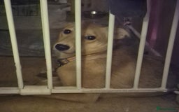 Mixed Breed dogs for adoption: 💖🐶 LESSY 🐶💖 - Image 12