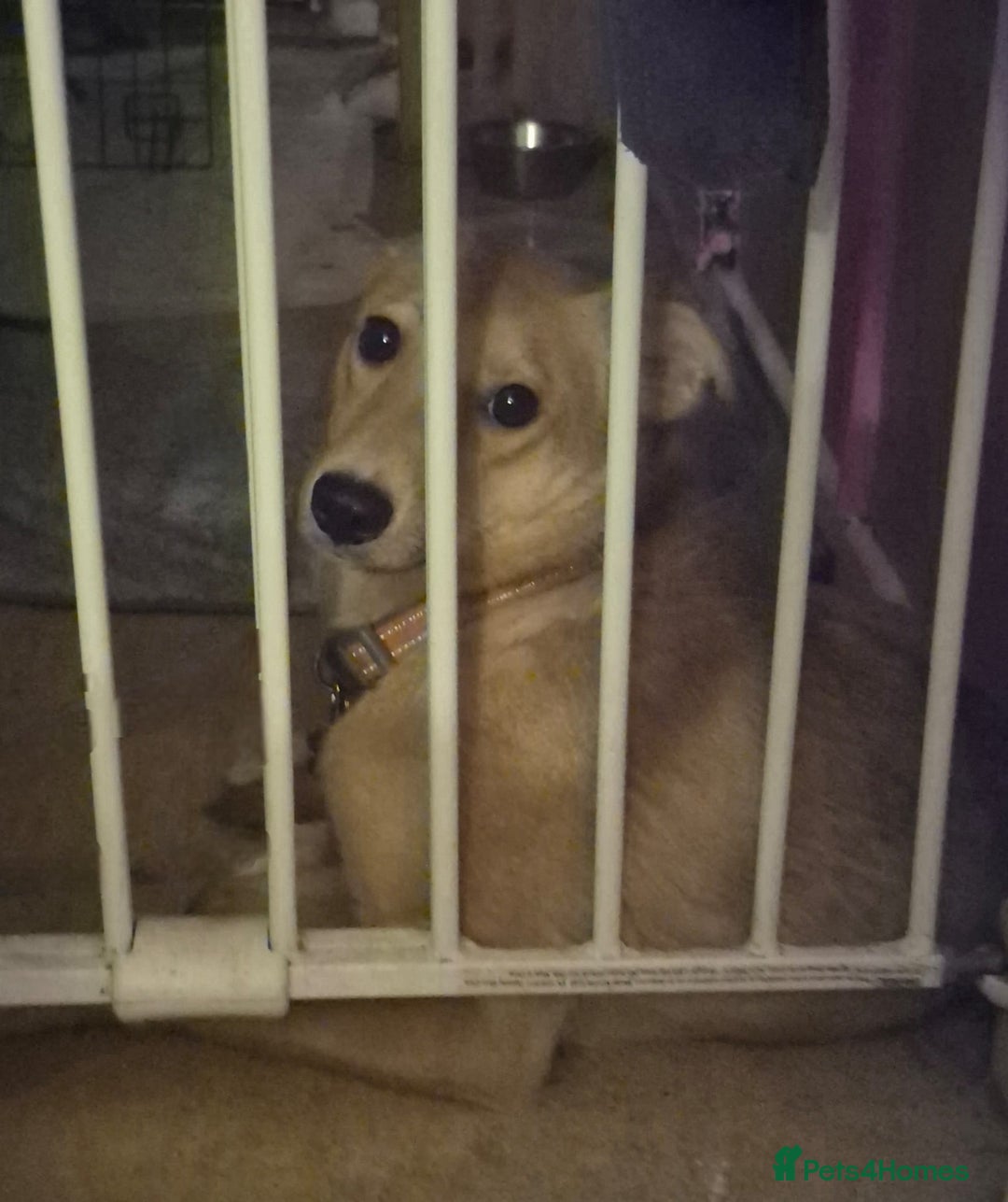 Mixed Breed dogs for adoption: 💖🐶 LESSY 🐶💖 - Image 12