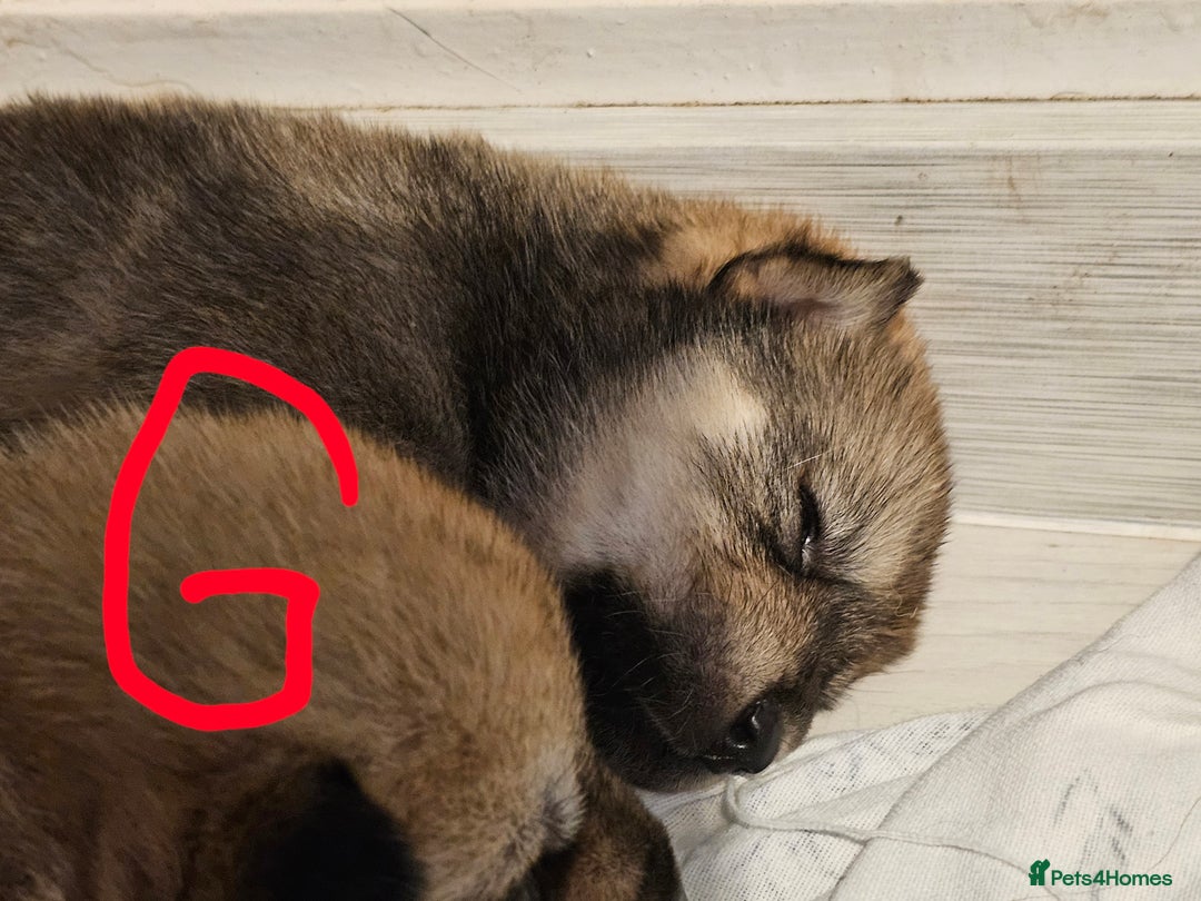 Mixed Breed dogs for sale: Chowsky chow chow x siberian husky  - Advert 4