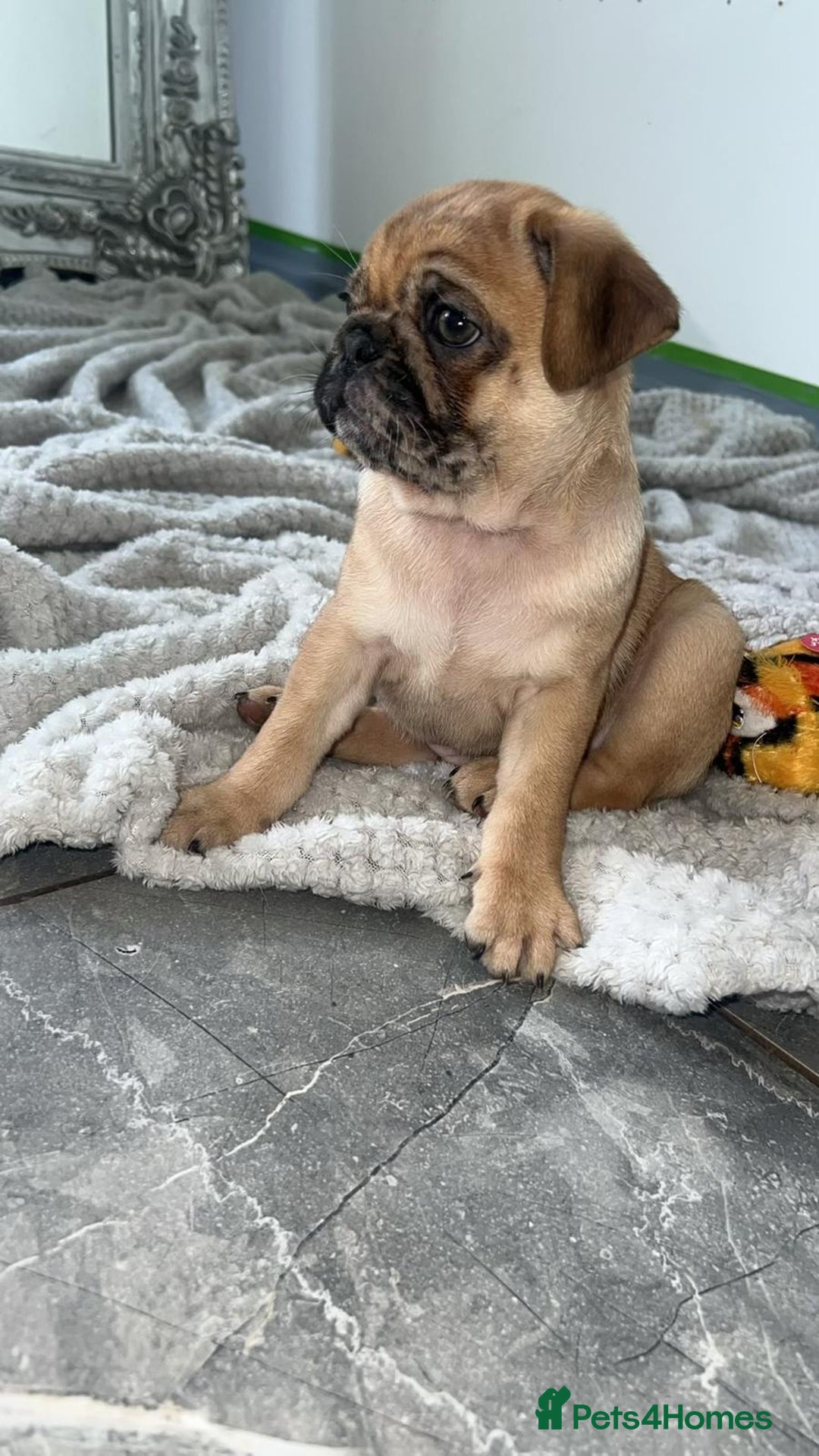 Pug dogs for sale: PUG PUPPYS READY TO GO !!!! - Advert 17