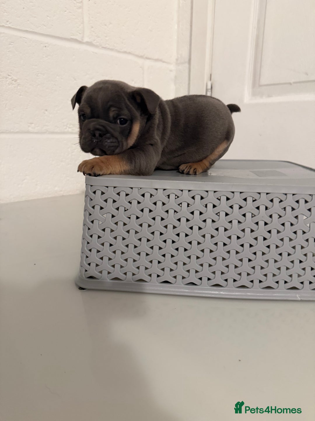 English Bulldog dogs for sale: A LITTER NOT TO BE MISSED 🔥 - Advert 7