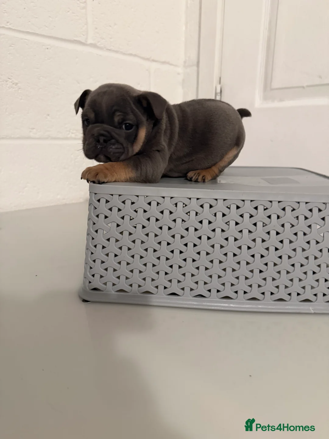 English Bulldog dogs for sale: 1 stunning female left 🔥🔥🔥 - Advert 7