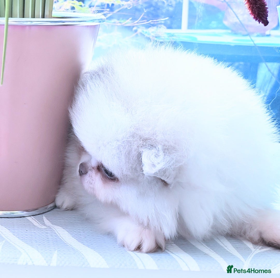 Pomeranian dogs for sale: Outstanding toy size poms - Image 6