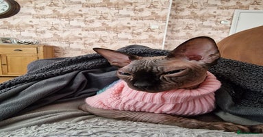 Sphynx cats - Advert 8