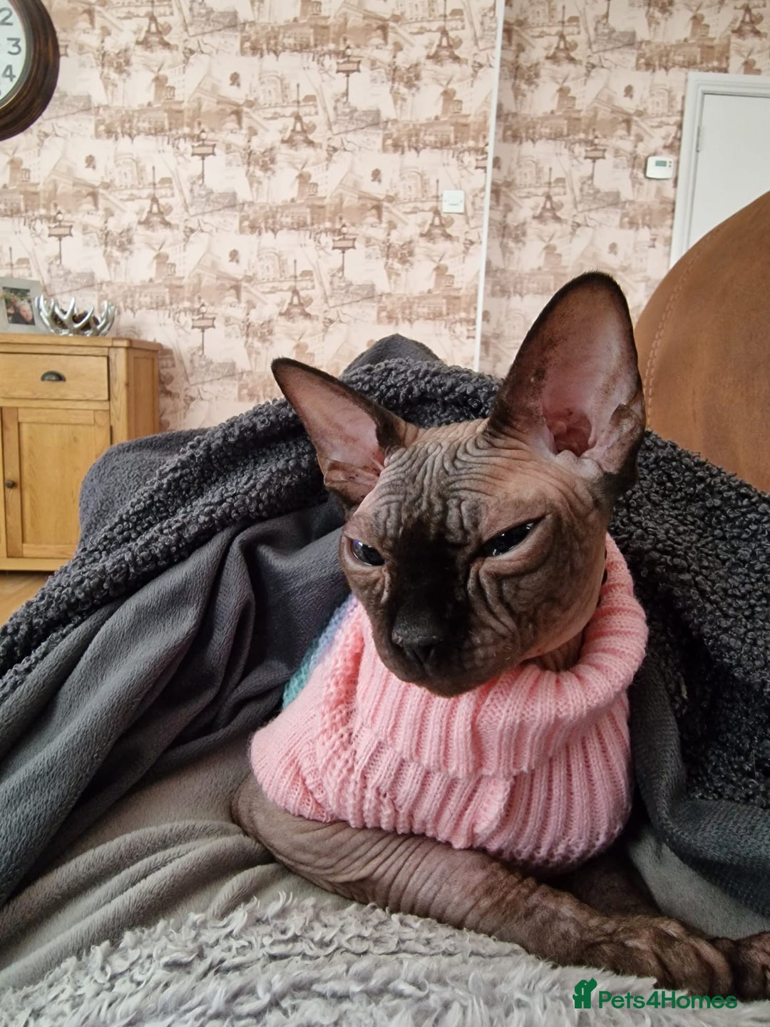 Sphynx cats for sale: 2 Sphynx Girls Ready for Forever Homes - Image 2