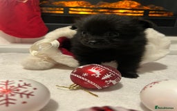 Pomeranian dogs for sale: POMERANIAN PUPPIES FOR SALE. BEAUTIFUL! - Advert 9