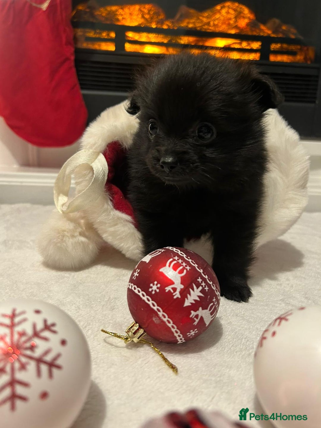 Pomeranian dogs for sale: POMERANIAN PUPPIES FOR SALE. BEAUTIFUL! - Advert 9