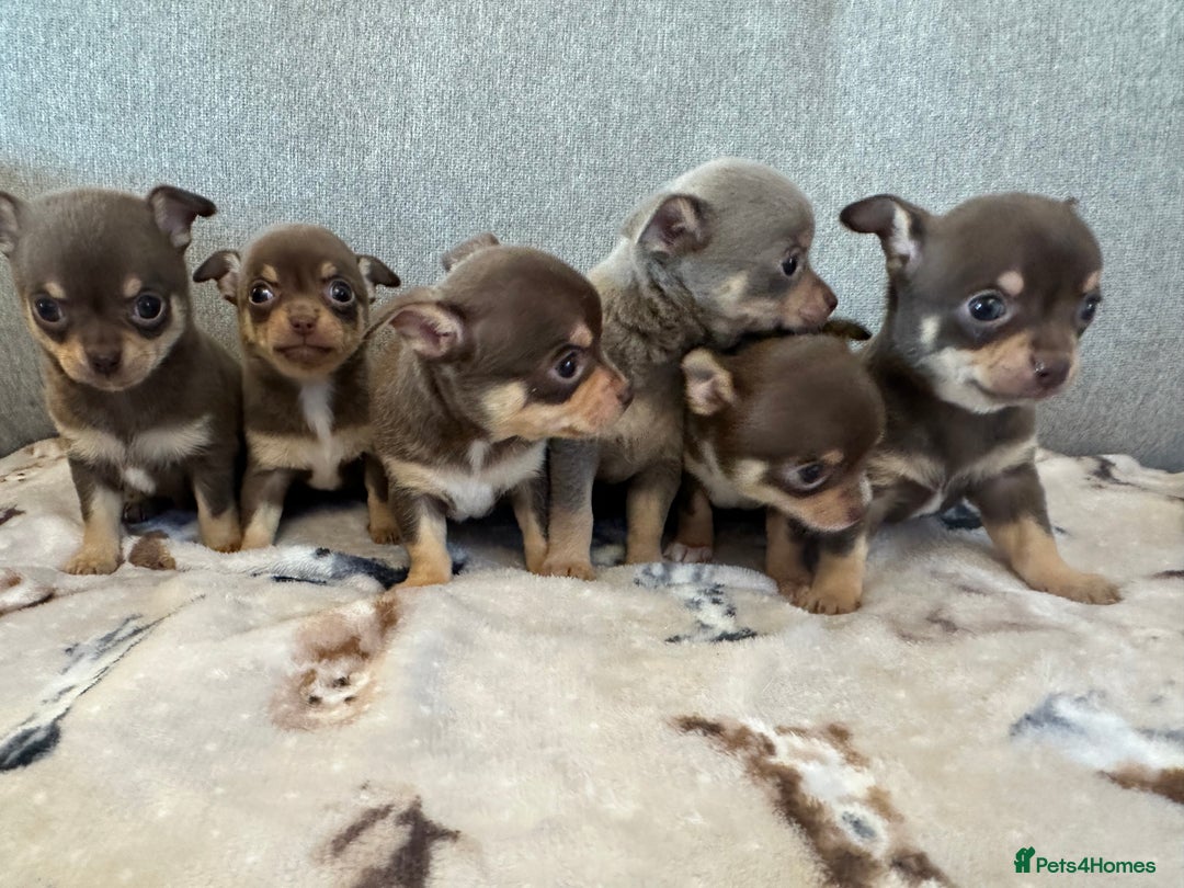 Chihuahua dogs for sale: KC Reg lilac and chocolates puppies READY NOW - Image 5