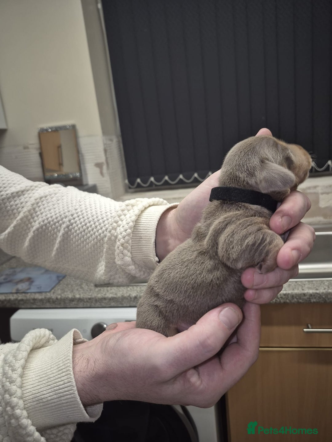 Dachshund dogs for sale: Dachshund  - Advert 3