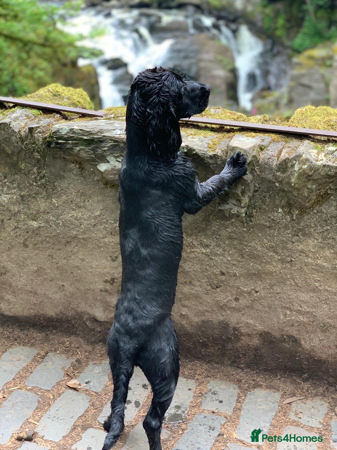 Cocker Spaniel dogs for stud: Working Cocker Spaniel Stud in Wilmslow - Advert 5