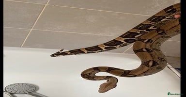 Snake reptiles - Advert 16