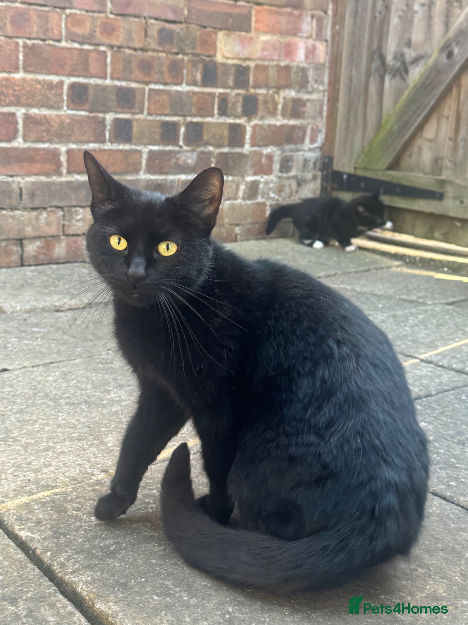 European cats Little Playful Kittens - Advert 2