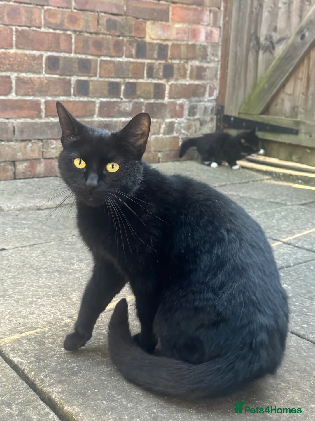 European cats for sale: Little Playful Kittens - Advert 1