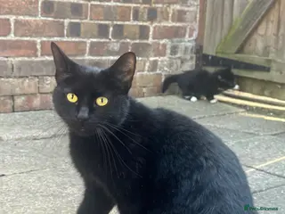 European cats Little Playful Kittens - Advert 2