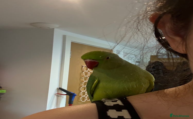 Ringnecks birds - Advert 1