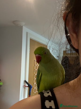 Ringnecks birds - Advert 1