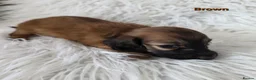 Miniature Dachshund dogs for sale: STUNNING KC SHADED RED LONG HAIR - Advert 9