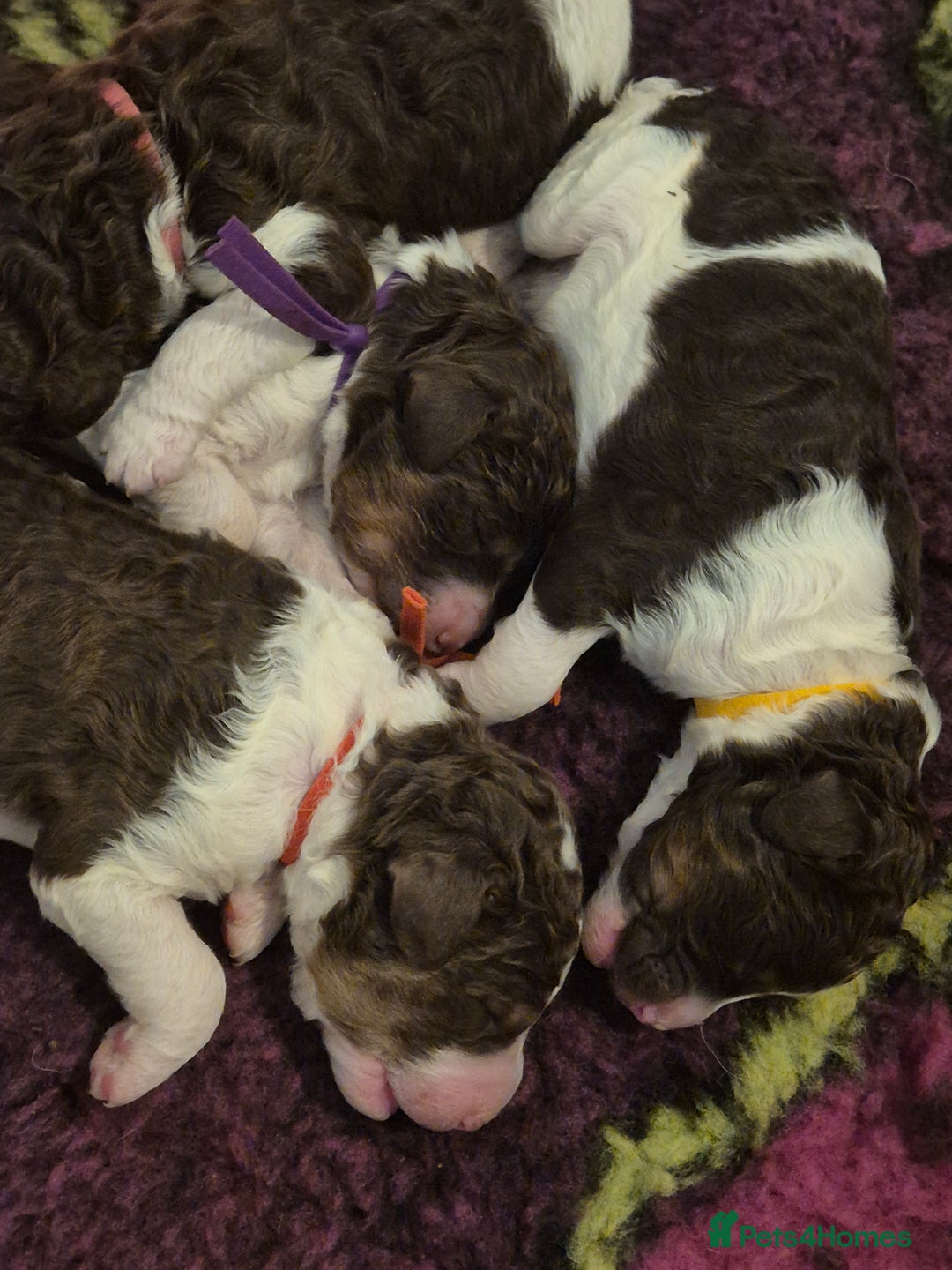 Standard Poodle dogs for sale: Beautiful KC registered parti tris - Advert 23