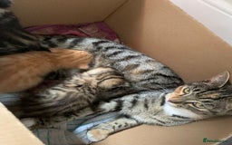 Domestic Shorthair cats for sale: 2 beautiful, playful kittens for sale  - Image 1