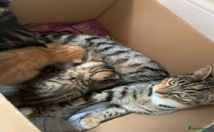 Domestic Shorthair cats - Advert 1