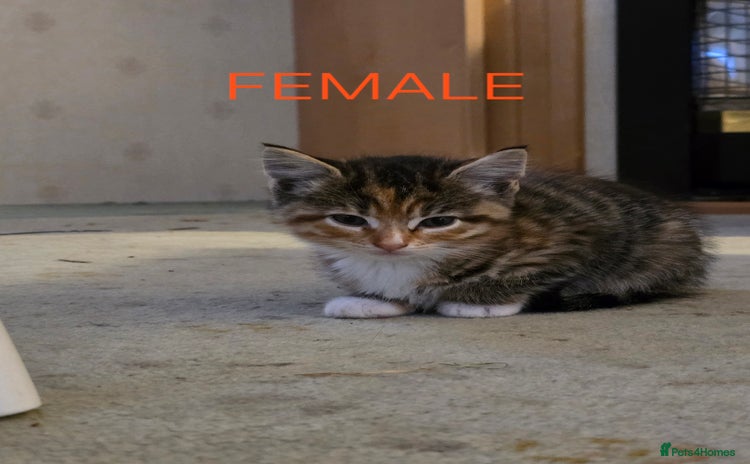 Mixed Breed cats - Advert 2