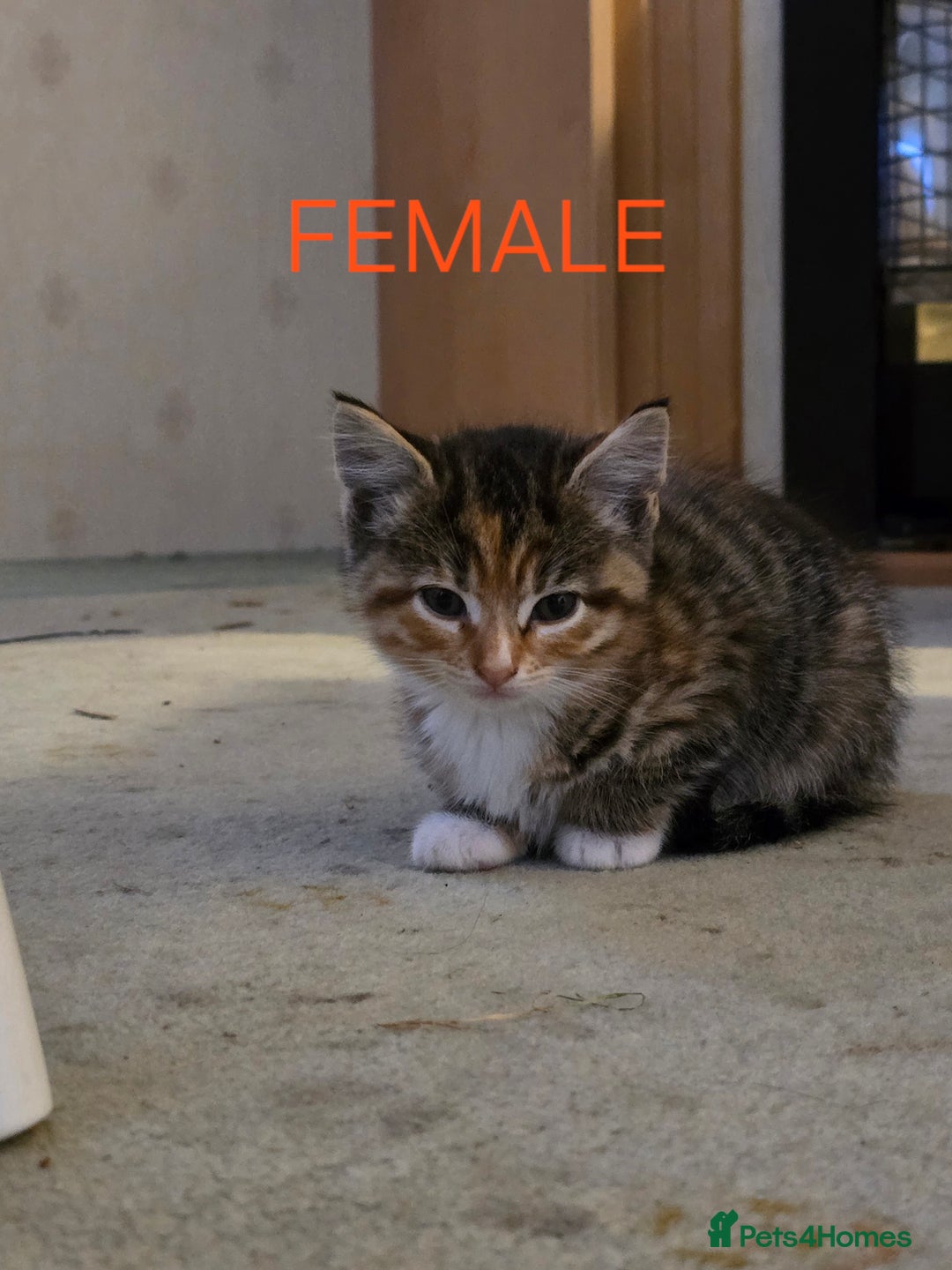 Mixed Breed cats for sale: 2 boys 2 girls kittens available 9 weeks - Image 1