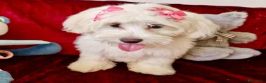 Maltipoo Puppy 1