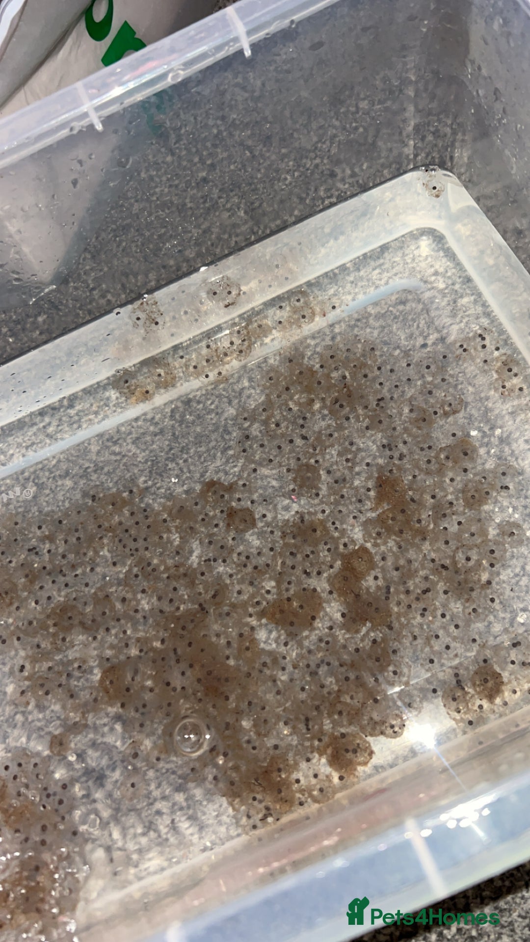 Axolotl reptiles for sale: Axolotl eggs  - Advert 3