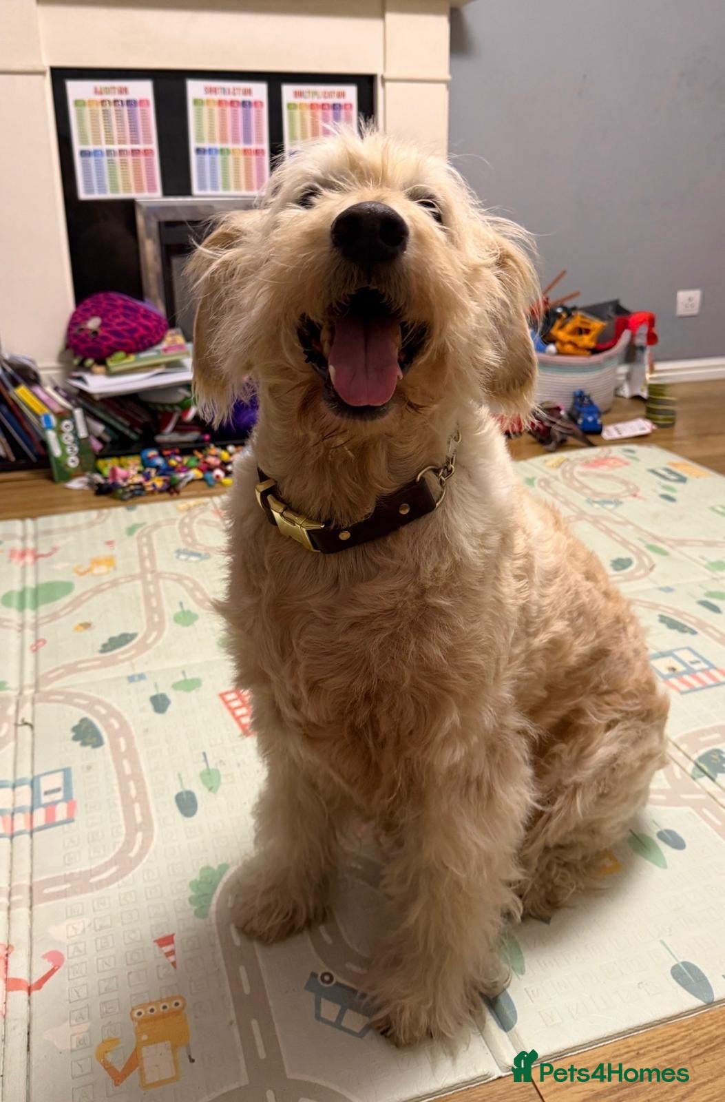 Goldendoodle dogs 5 years old goldendoodle looking for forever home - Advert 6
