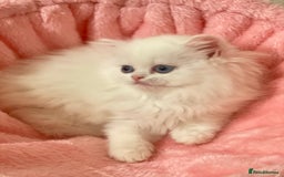 Persian cats for sale: Pure White Persian Girls BLUE EYES & full hearing - Image 5