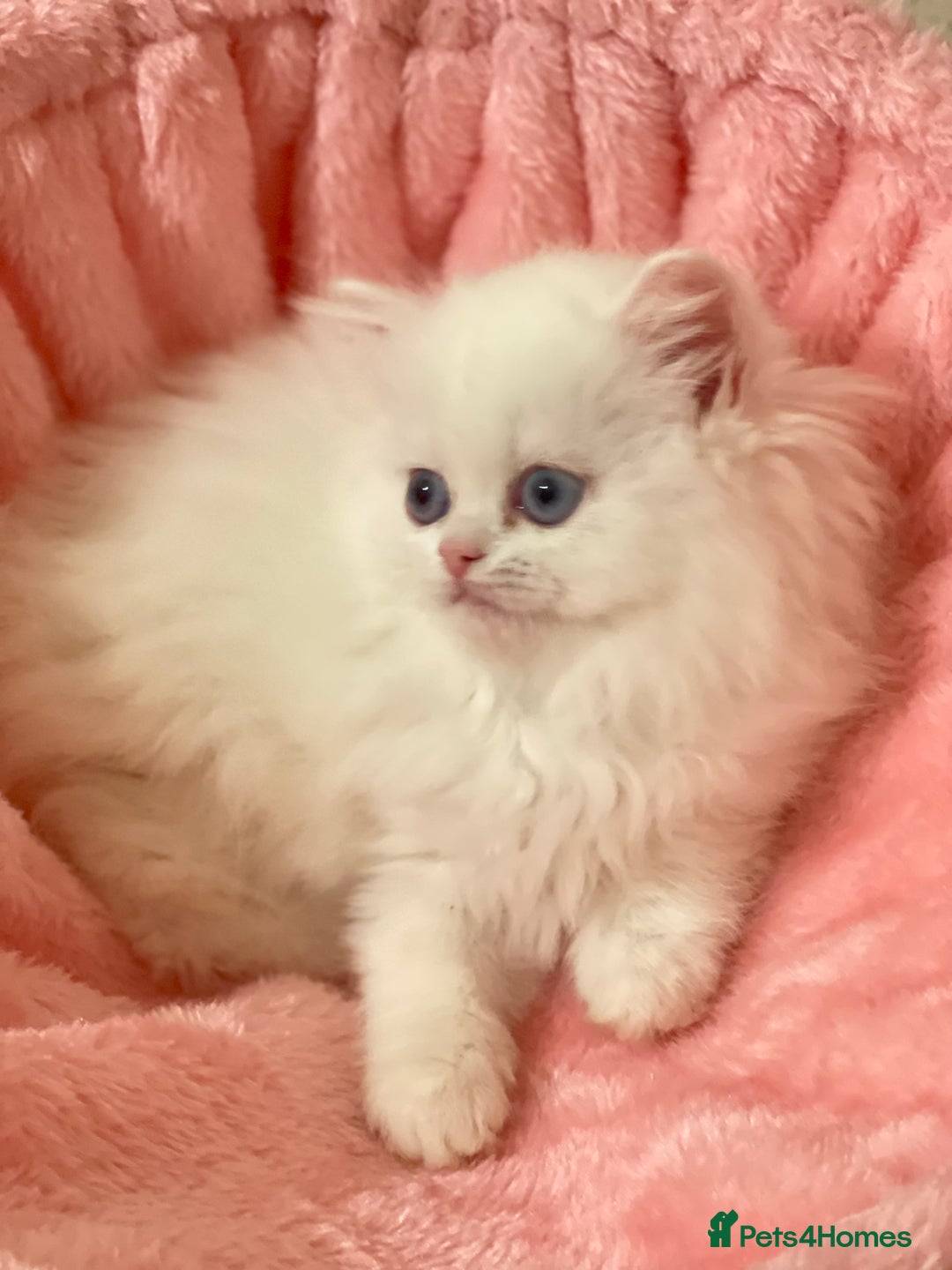 Persian cats for sale: Pure White Persian Girls BLUE EYES & full hearing - Image 5