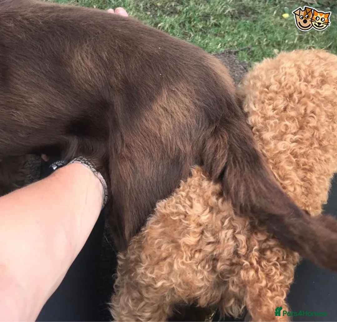 Toy Poodle dogs for stud: Donnajays 5* PROVEN, HEALTH TESTED & PROFESSIONAL in Stafford - Advert 3