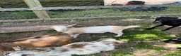 Goats livestock for sale: Pygmy X Female & Wether - Advert 3