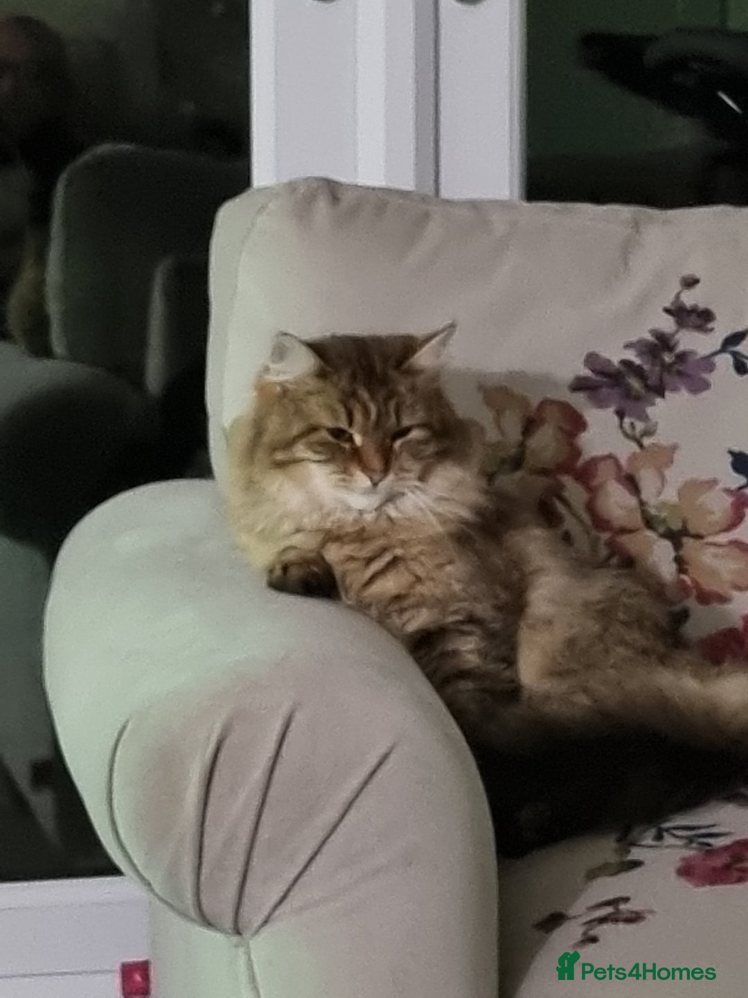 Siberian cats for sale: Retired Queen Siberian Indoor only cat - Advert 3