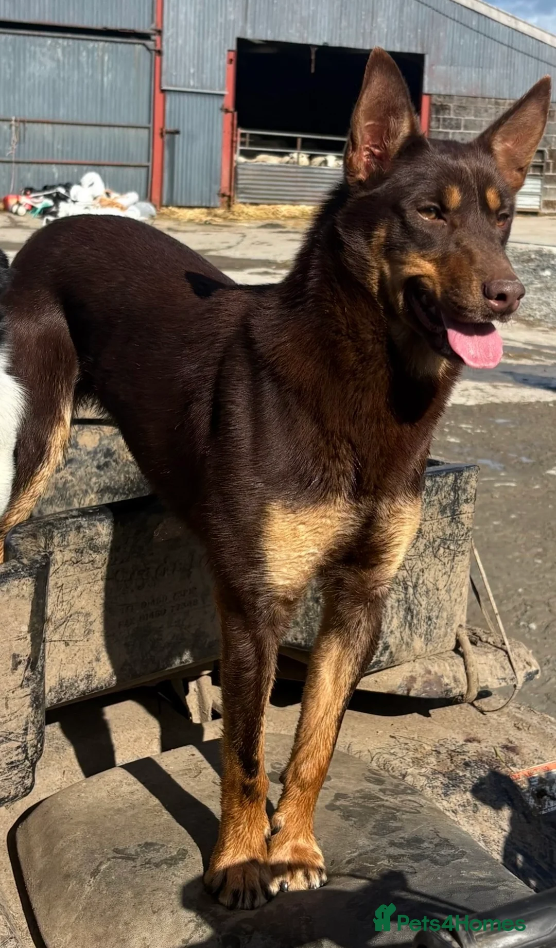 Australian Kelpie dogs for sale: 1 year old Kelpie  - Advert 1