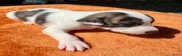 Lurcher dogs for sale: Lurcher saluki greyhound beddlington whippet - Advert 8