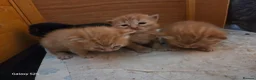 Mixed Breed cats for sale: 3 ginger kittens - Advert 9