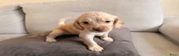 Mixed Breed dogs for sale: Beautiful Cocker Sproodle Puppies  in Weston-super-Mare - Advert 38