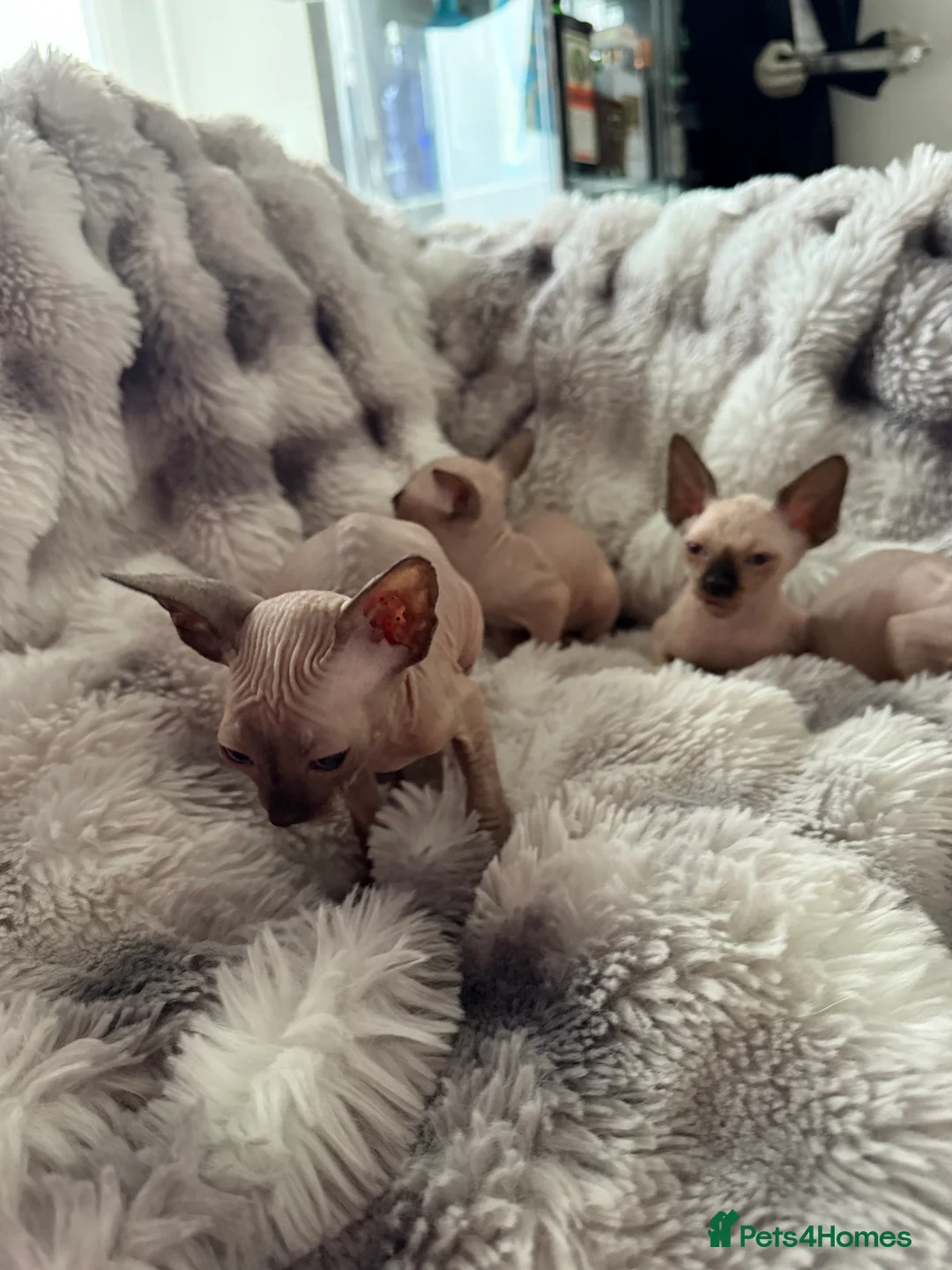 Sphynx cats for sale: Sphynx canadian kittens ready to leave now  - Advert 7