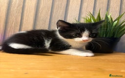 Mixed Breed cats for sale:  Adorable Kittens Ready for Their Forever Homes - Image 5