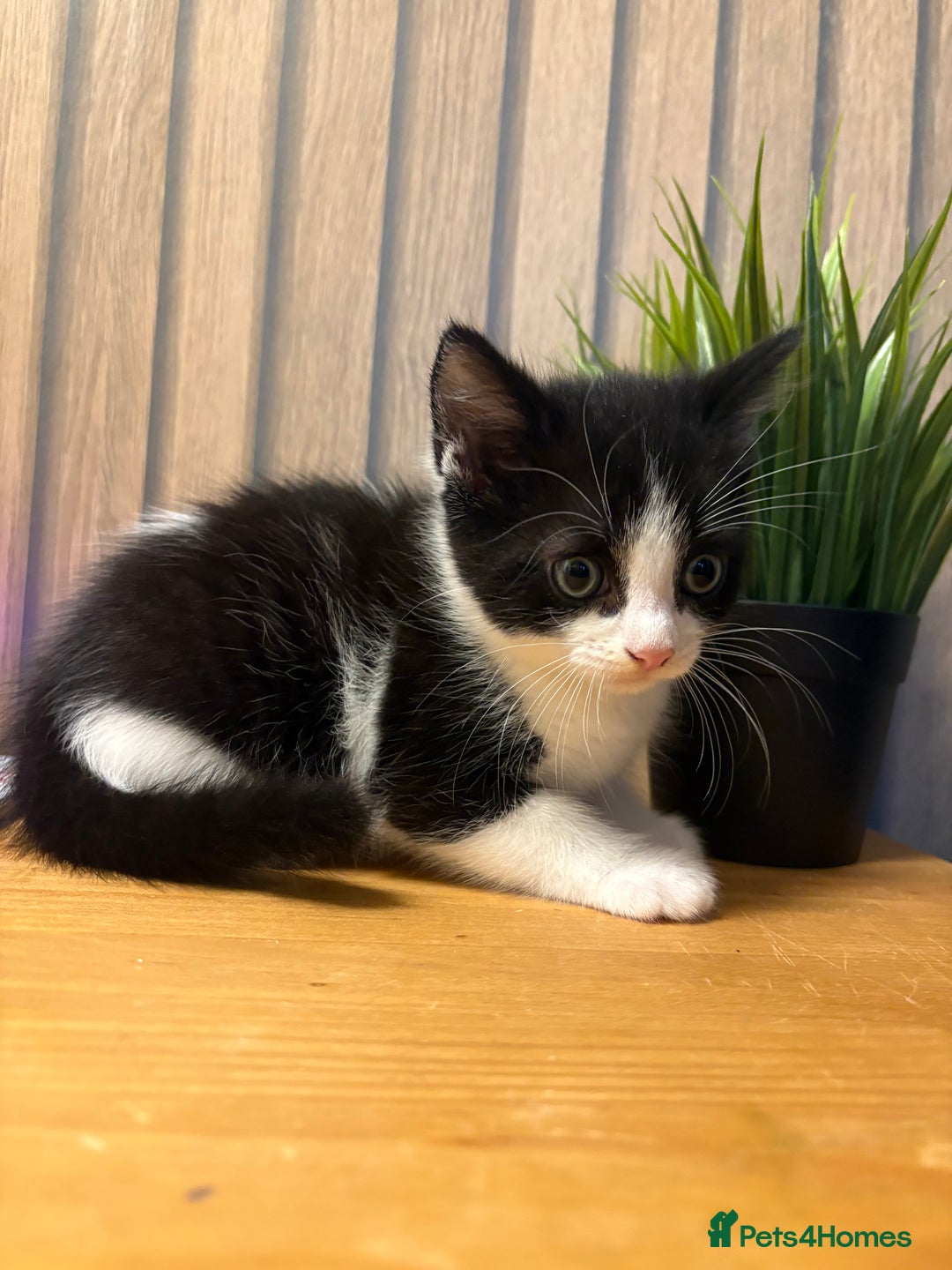 Mixed Breed cats for sale:  Adorable Kittens Ready for Their Forever Homes - Image 5