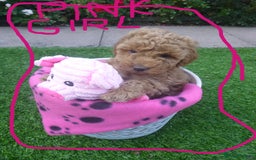 Toy Poodle dogs for sale: Gorgeous Toy Poodles - Image 9