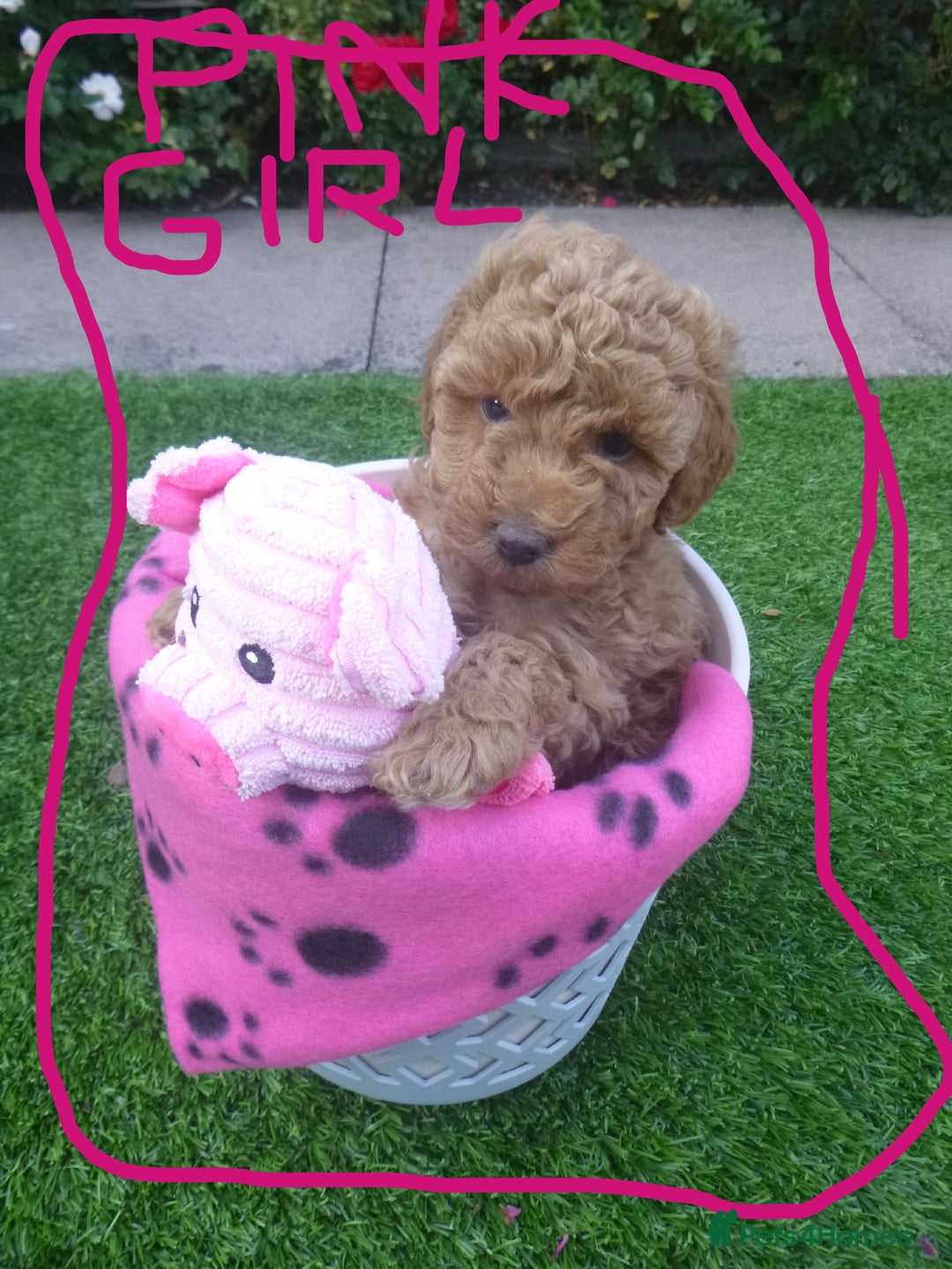 Toy Poodle dogs for sale: Gorgeous Toy Poodles - Image 9