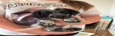 Cocker Spaniel 1