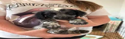 Cocker Spaniel dogs for sale: Beautiful Cocker Spaniel Puppies - Advert 3