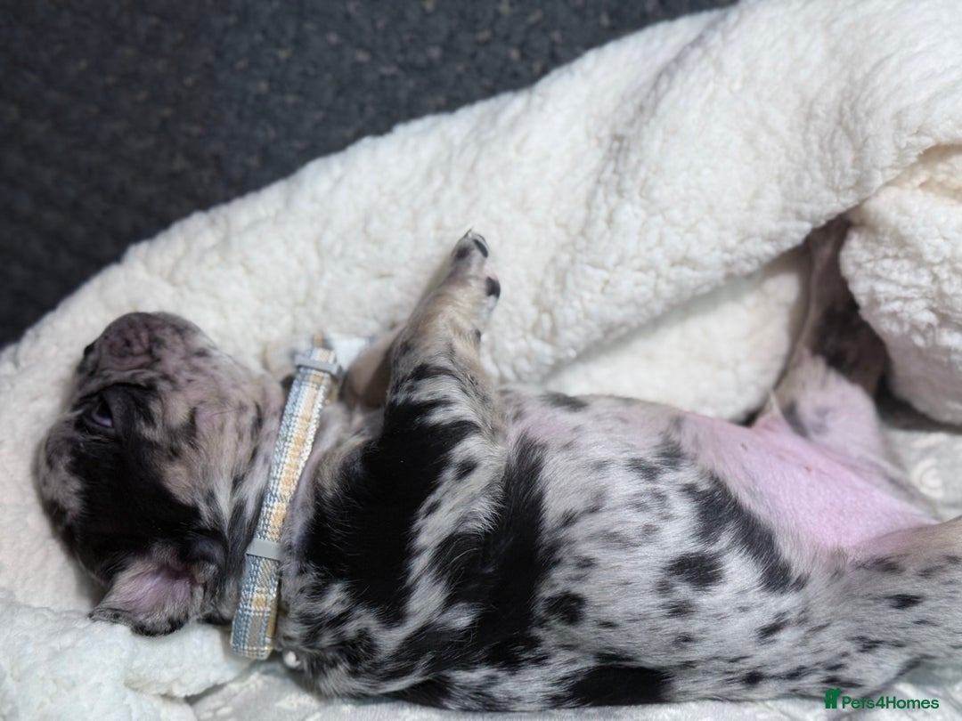 French Bulldog dogs for sale: French bulldog puppies for sale! - Advert 29